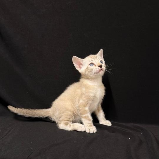 chaton Bengal seal marble point 6 marble lynx ELEVAGE BENGAL CHATTERIE SUA SIAM seal marble point