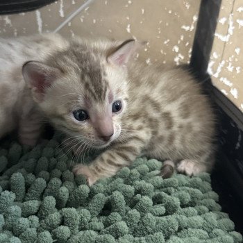 SUA SIAM ALADIN COLLIER VERT Mâle Bengal