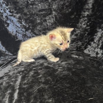 SUA SIAM ANAKIN COLLIER JAUNE Mâle Bengal
