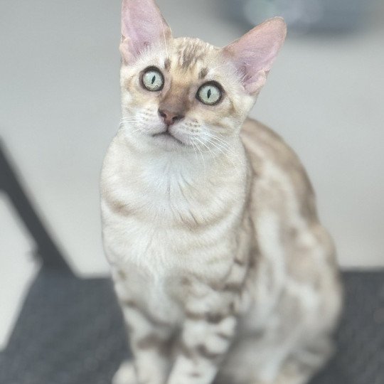 chaton Bengal seal spotted / rosettes mink ANAKIN ELEVAGE BENGAL CHATTERIE SUA SIAM seal spotted / rosettes mink