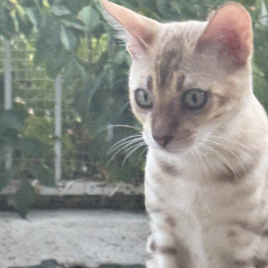 chaton Bengal seal spotted / rosettes mink ANAKIN ELEVAGE BENGAL CHATTERIE SUA SIAM seal spotted / rosettes mink