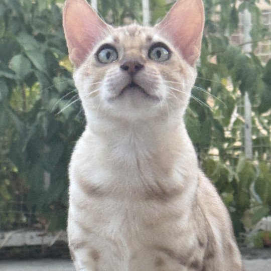 chaton Bengal seal spotted / rosettes mink ANAKIN ELEVAGE BENGAL CHATTERIE SUA SIAM seal spotted / rosettes mink
