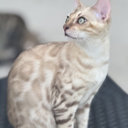 chaton Bengal seal spotted / rosettes mink ANAKIN ELEVAGE BENGAL CHATTERIE SUA SIAM seal spotted / rosettes mink