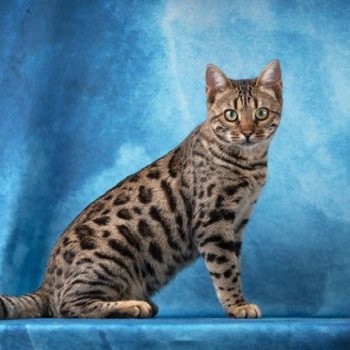 CHAMPIONNE HYPNOTIC'BENGAL UNBREAK MY HEART Femelle Bengal
