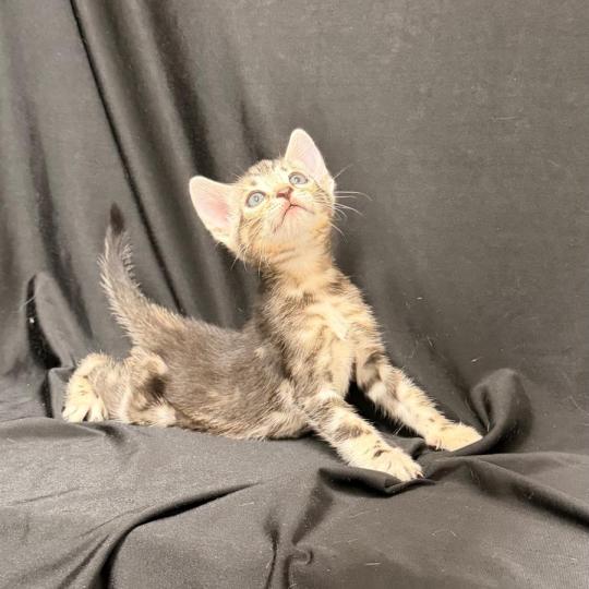 chaton Bengal brown marble 2 MARBLE BROWN ELEVAGE BENGAL CHATTERIE SUA SIAM brown marble