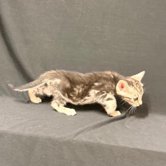 chaton Bengal brown marble 2 MARBLE BROWN ELEVAGE BENGAL CHATTERIE SUA SIAM brown marble