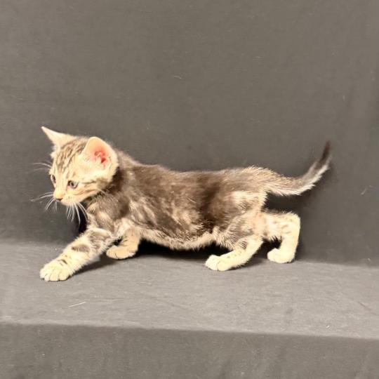 chaton Bengal brown marble 2 MARBLE BROWN ELEVAGE BENGAL CHATTERIE SUA SIAM brown marble
