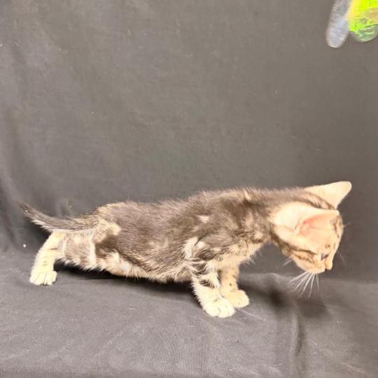 chaton Bengal brown marble 2 MARBLE BROWN ELEVAGE BENGAL CHATTERIE SUA SIAM brown marble