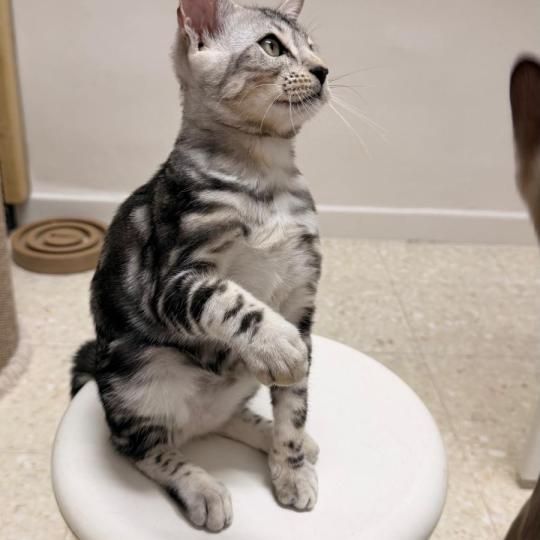 chaton Bengal brown marble BELLA ELEVAGE BENGAL CHATTERIE SUA SIAM brown marble