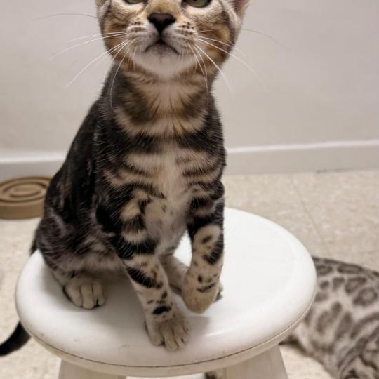 chaton Bengal brown marble BELLA ELEVAGE BENGAL CHATTERIE SUA SIAM brown marble