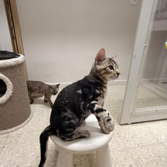 chaton Bengal brown marble BELLA ELEVAGE BENGAL CHATTERIE SUA SIAM brown marble