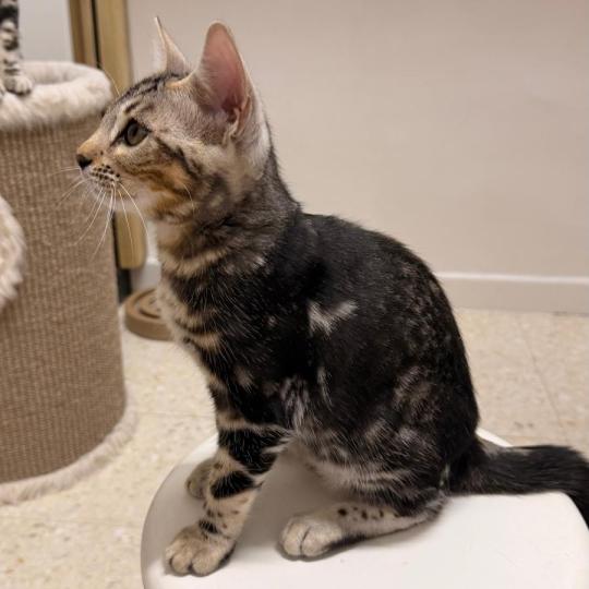 chaton Bengal brown marble BELLA ELEVAGE BENGAL CHATTERIE SUA SIAM brown marble