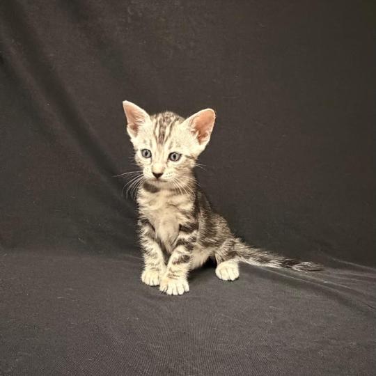 SUA SIAM 3 MARBLE SILVER Femelle Bengal