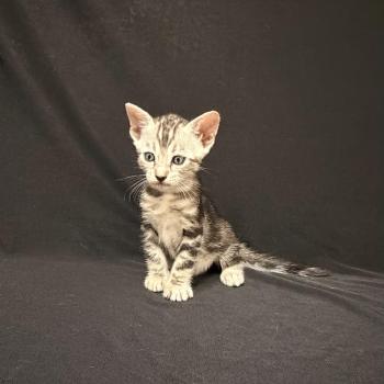 SUA SIAM 3 MARBLE SILVER Femelle Bengal