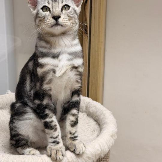 chaton Bengal black silver marble BAITHONG ELEVAGE BENGAL CHATTERIE SUA SIAM black silver marble