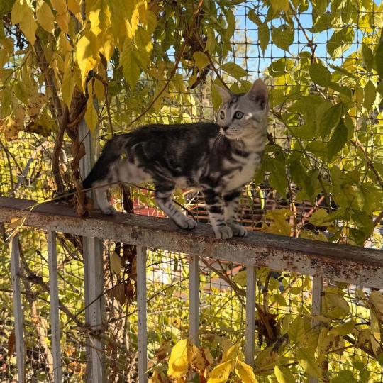 chaton Bengal black silver marble BAITHONG ELEVAGE BENGAL CHATTERIE SUA SIAM black silver marble