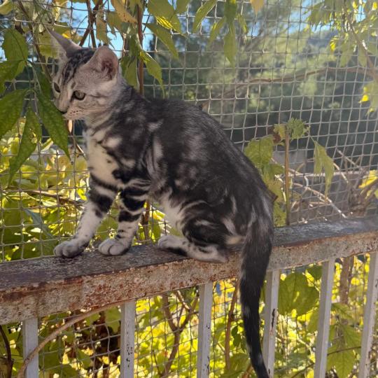 chaton Bengal black silver marble BAITHONG ELEVAGE BENGAL CHATTERIE SUA SIAM black silver marble