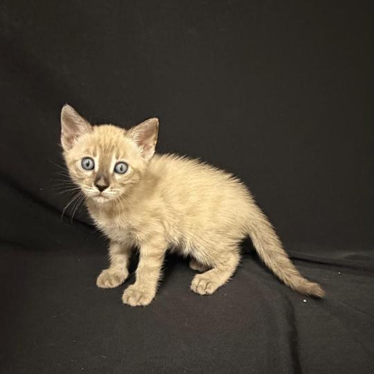 chaton Bengal charcoal spotted / rosettes mink 5 SEAL TABBY MINK CHARCOAL ROSETTES ELEVAGE BENGAL CHATTERIE SUA SIAM charcoal spotted / rosettes mink