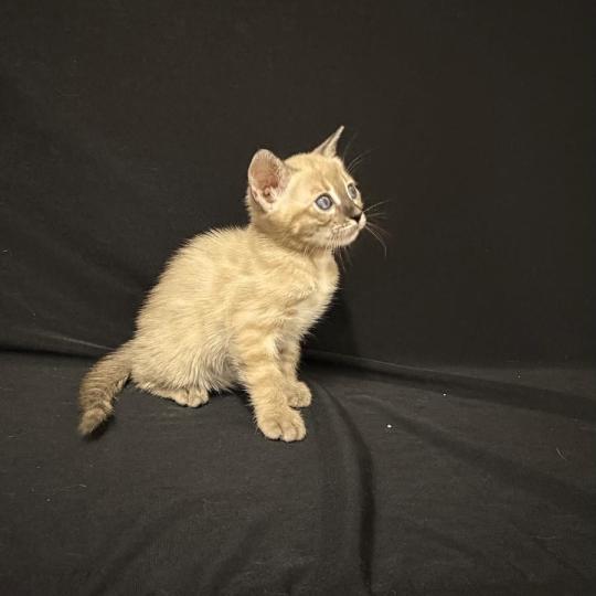 chaton Bengal charcoal spotted / rosettes mink 5 SEAL TABBY MINK CHARCOAL ROSETTES ELEVAGE BENGAL CHATTERIE SUA SIAM charcoal spotted / rosettes mink