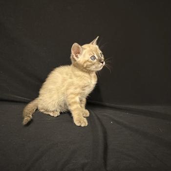 SUA SIAM 5 SEAL TABBY MINK CHARCOAL ROSETTES Femelle Bengal