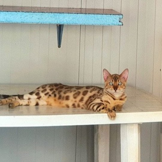 chat Bengal seal spotted / rosettes sepia SNOW QUEEN ELEVAGE BENGAL CHATTERIE SUA SIAM seal tabby mink
