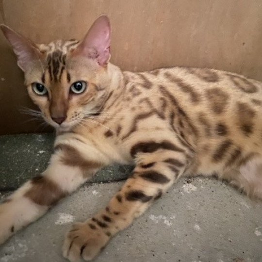 chat Bengal seal spotted / rosettes sepia SNOW QUEEN ELEVAGE BENGAL CHATTERIE SUA SIAM seal tabby mink