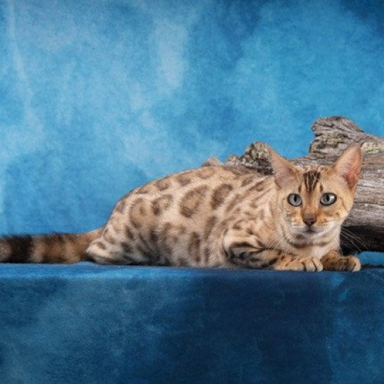 chat Bengal seal tabby mink SNOW QUEEN ELEVAGE BENGAL CHATTERIE SUA SIAM seal tabby mink