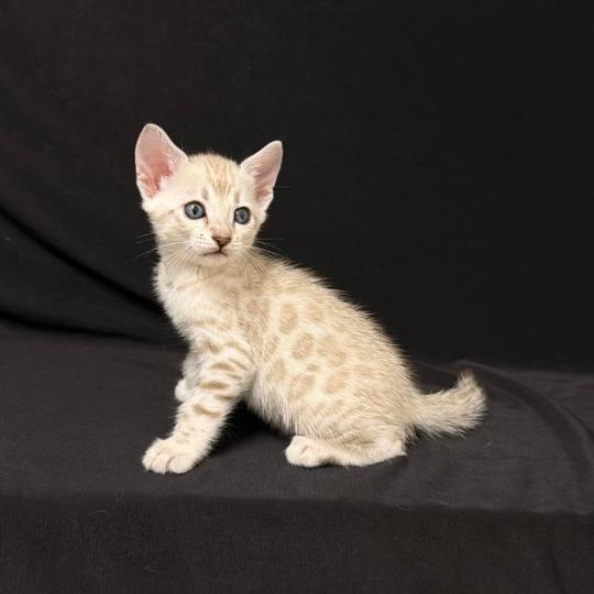 chaton Bengal seal mink 7 BIGAEL ELEVAGE BENGAL CHATTERIE SUA SIAM seal mink
