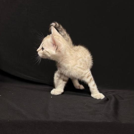 chaton Bengal seal mink 7 BIGAEL ELEVAGE BENGAL CHATTERIE SUA SIAM seal mink