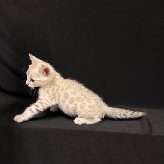chaton Bengal seal mink 7 BIGAEL ELEVAGE BENGAL CHATTERIE SUA SIAM seal mink