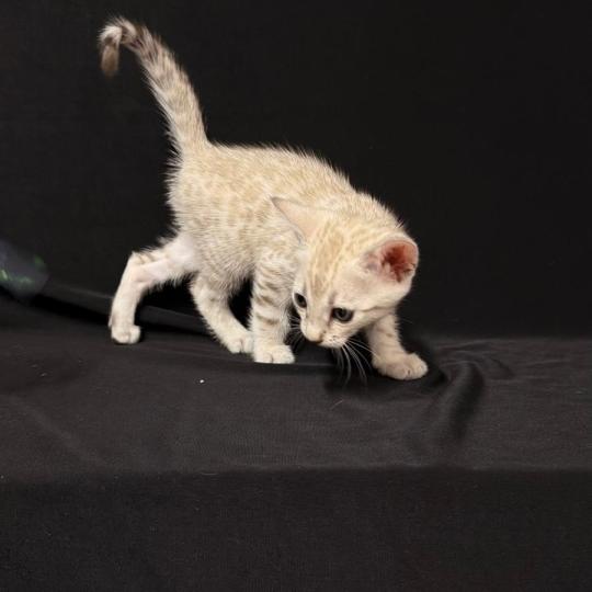 chaton Bengal seal mink 7 BIGAEL ELEVAGE BENGAL CHATTERIE SUA SIAM seal mink