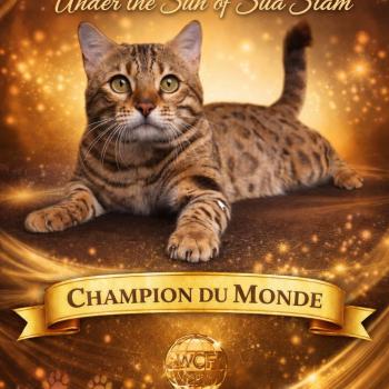 WORD CHAMPION WCF PARDUS DEI UNDER THE SUN Mâle Bengal