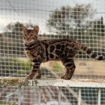 SUA SIAM ULYSSE THE KING (VIOLET) Mâle Bengal SUA SIAM ULYSSE THE KING (VIOLET) Mâle Bengal