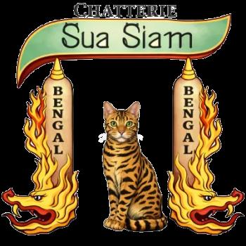 ELEVAGE BENGAL CHATTERIE SUA SIAM