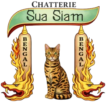 ELEVAGE BENGAL CHATTERIE SUA SIAM