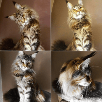 Chatterie De Tell Basta élevage De Chat Maine Coon