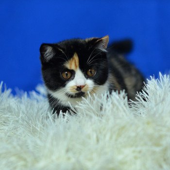 Pumpkin Pie Au Nord De Dundee Au Nord De Dundee