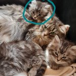 1er chaton (Portée Reina ❤ Shaman) - Mâle blue mackerel tabby Mâle Sibérien 1er chaton (Portée Reina ❤ Shaman) - Mâle blue mackerel tabby Mâle Sibérien