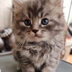 2e chaton (Portée Reina ❤ Shaman) - Femelle blue mackerel tabby Femelle Sibérien 2e chaton (Portée Reina ❤ Shaman) - Femelle blue mackerel tabby Femelle Sibérien