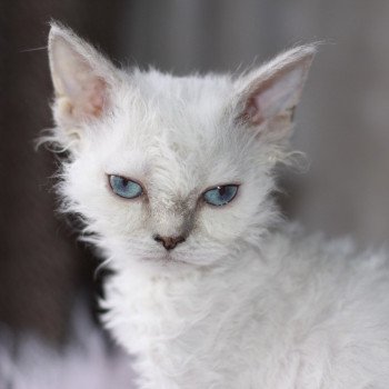 Tixie d'Ornjira Huayeek Femelle Selkirk Rex Longhair