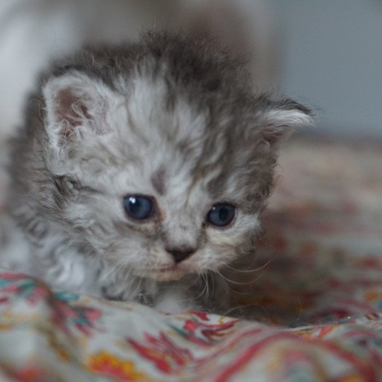 chaton Selkirk Rex Longhair black silver shaded CHATTERIE D’ORNJIRA HUAYEEK black tortie silver shaded