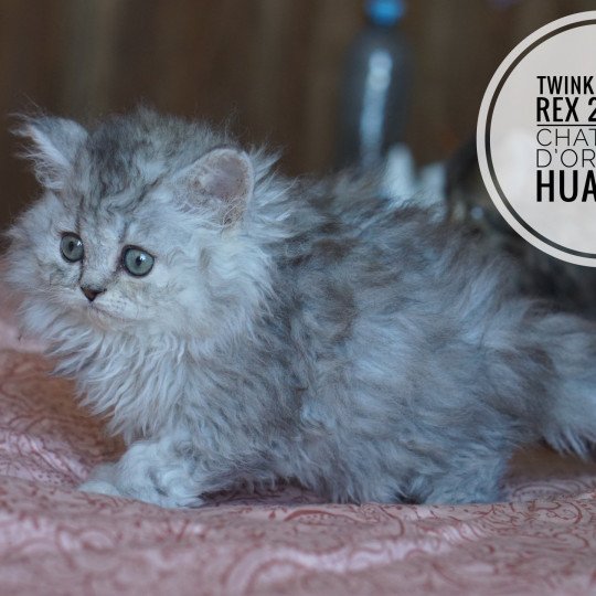 chaton Selkirk Rex Longhair black tortie silver shaded Twink d'Ornjira Huayeek CHATTERIE D’ORNJIRA HUAYEEK black tortie silver shaded