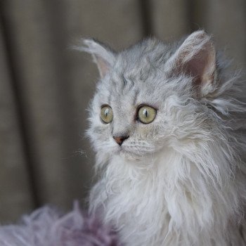 Twink d'Ornjira Huayeek Femelle Selkirk Rex Longhair