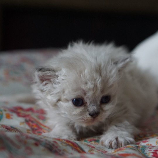 chaton Selkirk Rex Longhair seal silver shaded sepia CHATTERIE D’ORNJIRA HUAYEEK seal silver shaded point