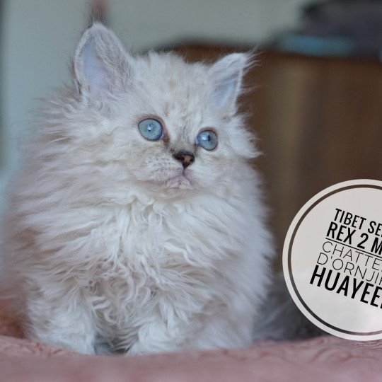 chaton Selkirk Rex Longhair seal silver shaded point Tibet d'Ornjira Huayeek CHATTERIE D’ORNJIRA HUAYEEK seal silver shaded point