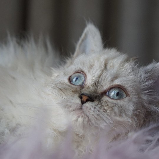 chaton Selkirk Rex Longhair seal silver shaded point Tibet d'Ornjira Huayeek CHATTERIE D’ORNJIRA HUAYEEK seal silver shaded point