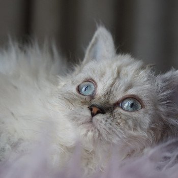 Tibet d'Ornjira Huayeek Femelle Selkirk Rex Longhair