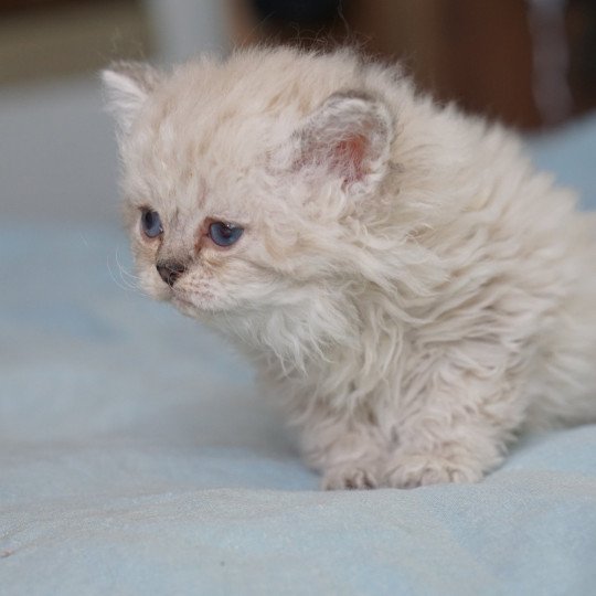 chaton Selkirk Rex Longhair seal silver shaded point CHATTERIE D’ORNJIRA HUAYEEK seal tortie silver shaded point