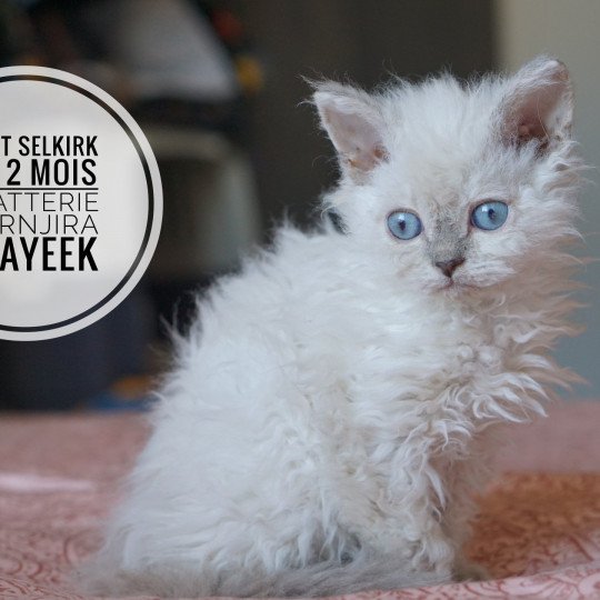 chaton Selkirk Rex Longhair seal silver shaded point Twist d'Ornjira Huayeek CHATTERIE D’ORNJIRA HUAYEEK seal tortie silver shaded point