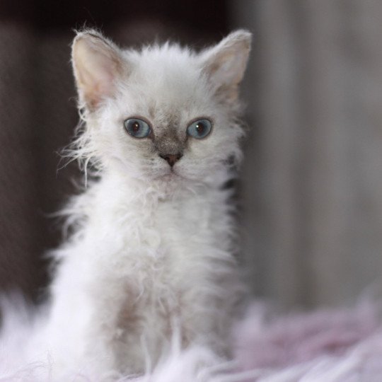 chaton Selkirk Rex Longhair seal silver shaded point Twist d'Ornjira Huayeek CHATTERIE D’ORNJIRA HUAYEEK seal tortie silver shaded point